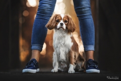 Mensch Hund Fotografie