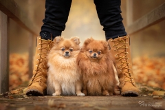 Mensch Hund Fotografie