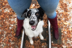Mensch Hund Fotografie