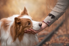 Mensch Hund Fotografie