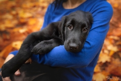 Mensch Hund Fotografie