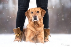 Mensch Hund Fotografie