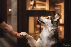 Mensch Hund Fotografie