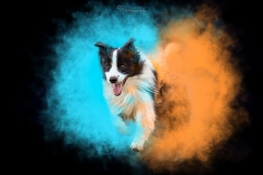 Border Collie Emil