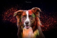 Border Collie Kody