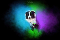 Border Collie Emil