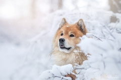 Eurasier