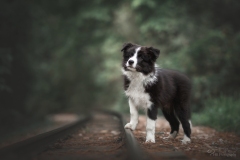 Border Collie Welpe