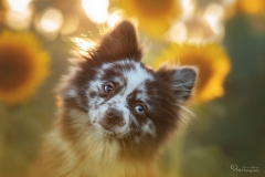 Nala