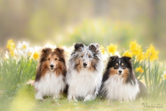 Shelties