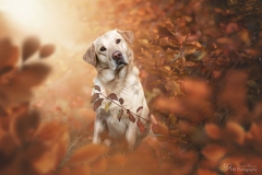 Labrador
