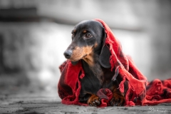 Heidi