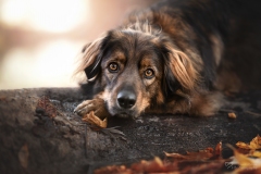 Mischlingshund