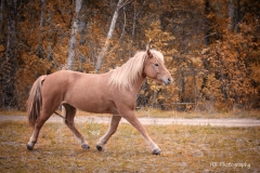 Pferde