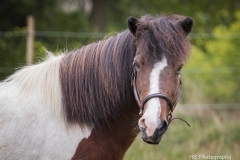Pferde