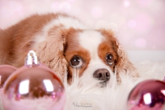 Weihnachten mit Hund