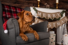 Weihnachten mit Hund