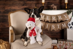 Weihnachten mit Hund
