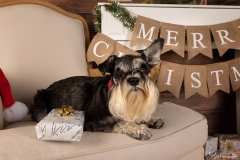 Weihnachten mit Hund