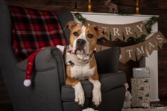 Weihnachten mit Hund