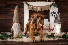 Weihnachten mit Hund