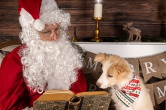 Weihnachten mit Hund