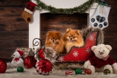 Weihnachten mit Hund