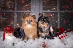 Weihnachten mit Hund