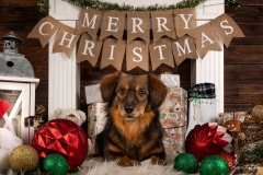 Weihnachten mit Hund