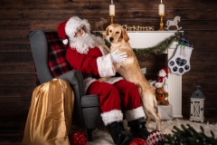 Weihnachten mit Hund