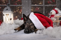 Weihnachten mit Hund