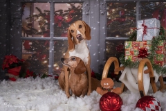 Weihnachten mit Hund