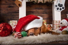 Weihnachten mit Hund