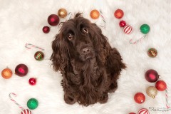Weihnachten mit Hund
