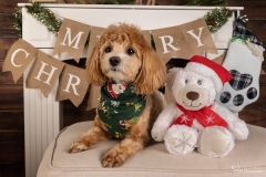 Weihnachten mit Hund