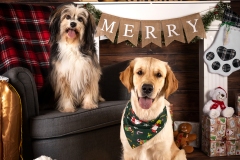 Weihnachten mit Hund