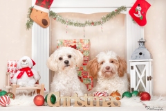 Weihnachten mit Hund