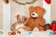 Weihnachten mit Hund