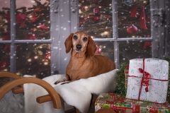 Weihnachten mit Hund