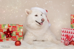 Weihnachten mit Hund
