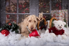Weihnachten mit Hund
