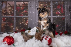 Weihnachten mit Hund