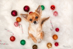 Weihnachten mit Hund