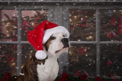 Weihnachten mit Hund