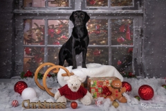 Weihnachten mit Hund
