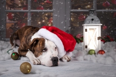 Weihnachten mit Hund