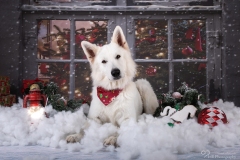 Weihnachten mit Hund