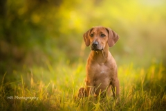 Rhodesian Ridgeback Ramses