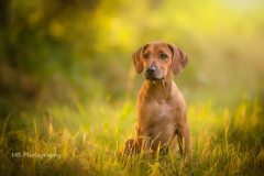 Rhodesian Ridgeback Ramses