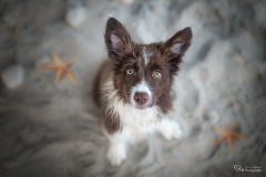 Border Collie Schoko